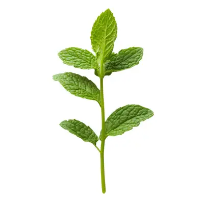 Tulsi