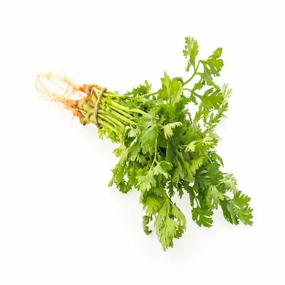 Coriander